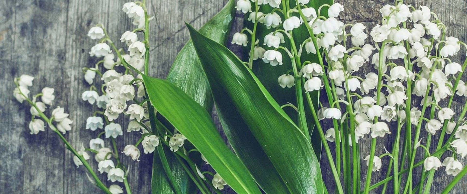 Exploring Lily of the Valley Fragrances