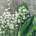 Exploring Lily of the Valley Fragrances