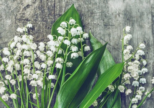 Exploring Lily of the Valley Fragrances